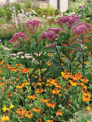 G251 Eupatorium Dubium 'little Joe' - View 28 from www redcrocus com