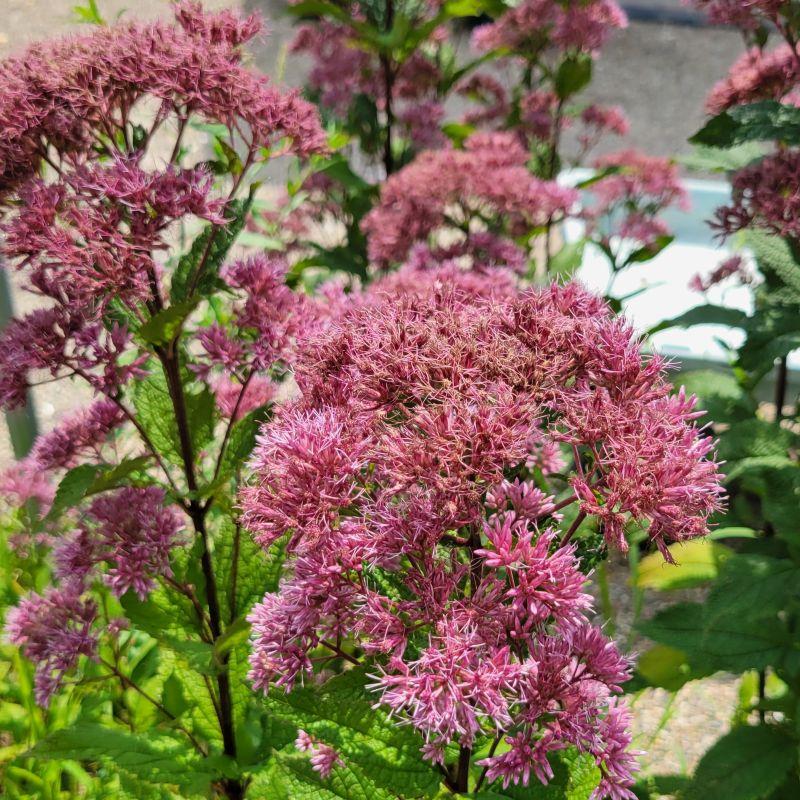 G251 Eupatorium Dubium 'little Joe' - View 29 from www redcrocus com