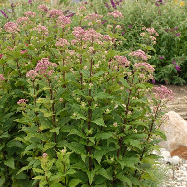G251 Eupatorium Dubium 'little Joe' - View 2 from www redcrocus com