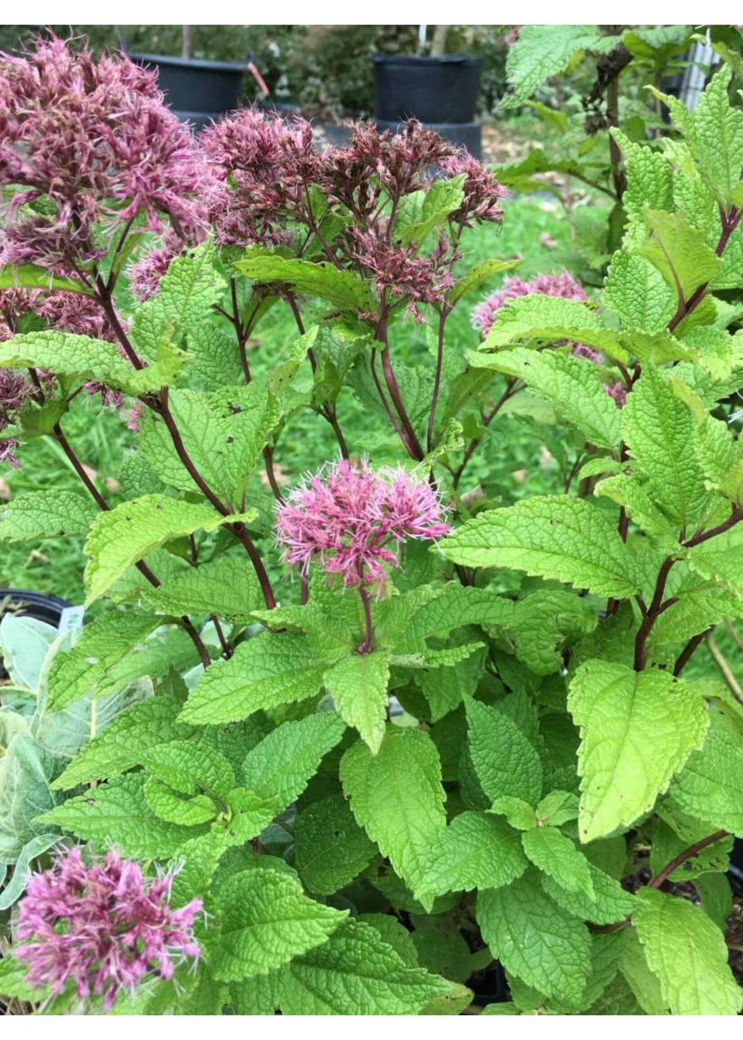 G251 Eupatorium Dubium 'little Joe' - View 33 from www redcrocus com