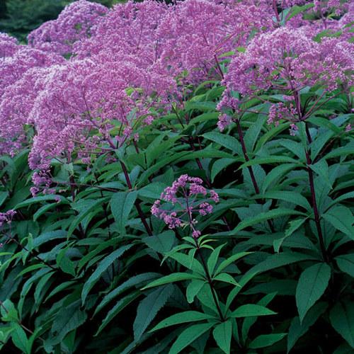 G251 Eupatorium Dubium 'little Joe' - View 34 from www redcrocus com