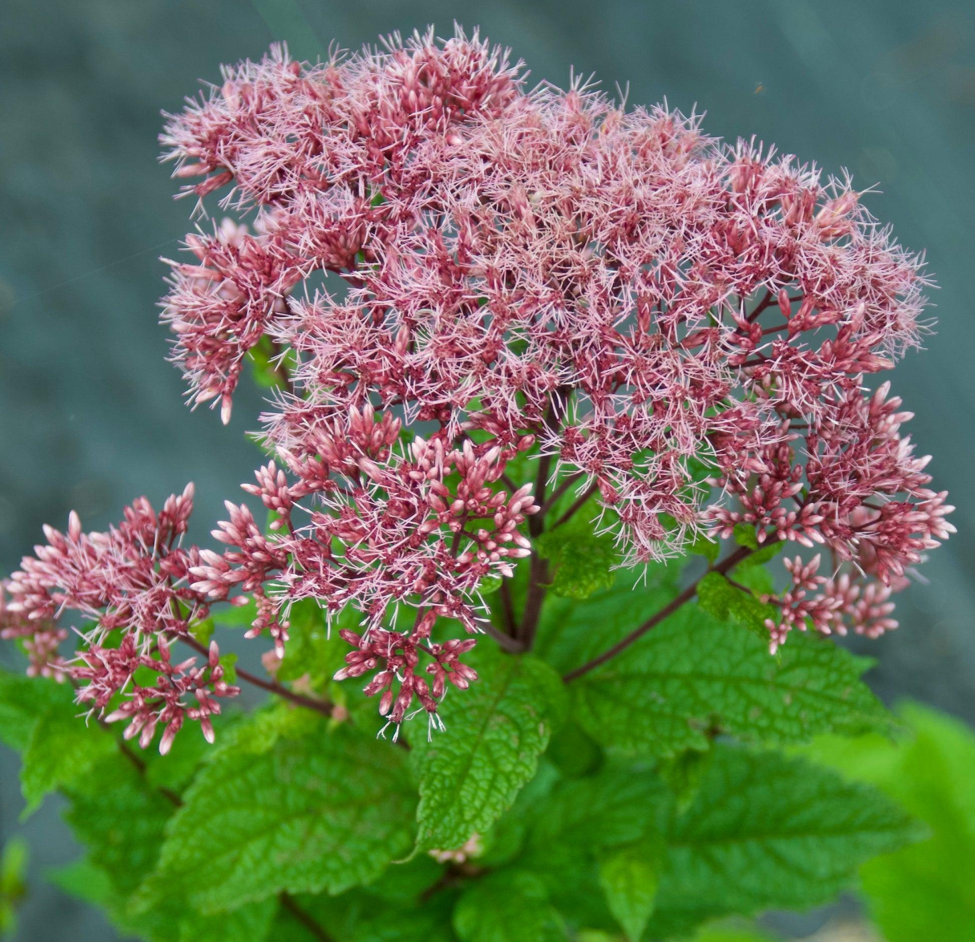 G251 Eupatorium Dubium 'little Joe' - View 35 from www redcrocus com