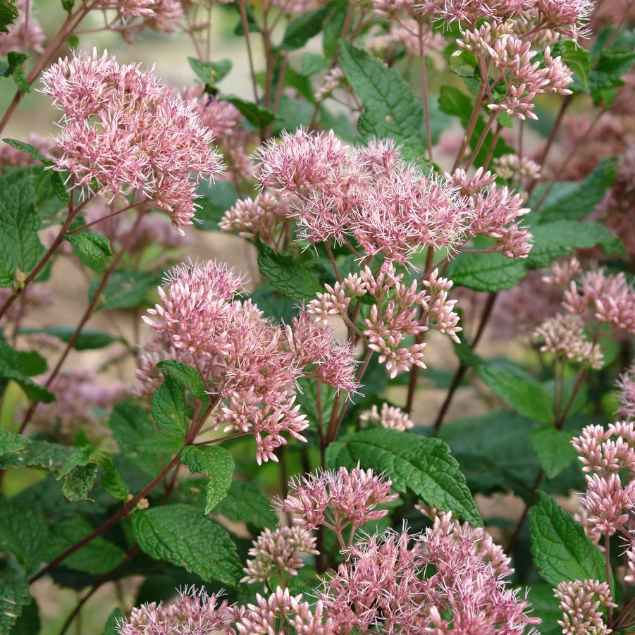 G251 Eupatorium Dubium 'little Joe' - View 3 from www redcrocus com