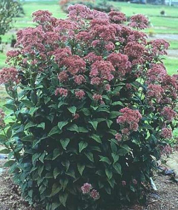G251 Eupatorium Dubium 'little Joe' - View 5 from www redcrocus com
