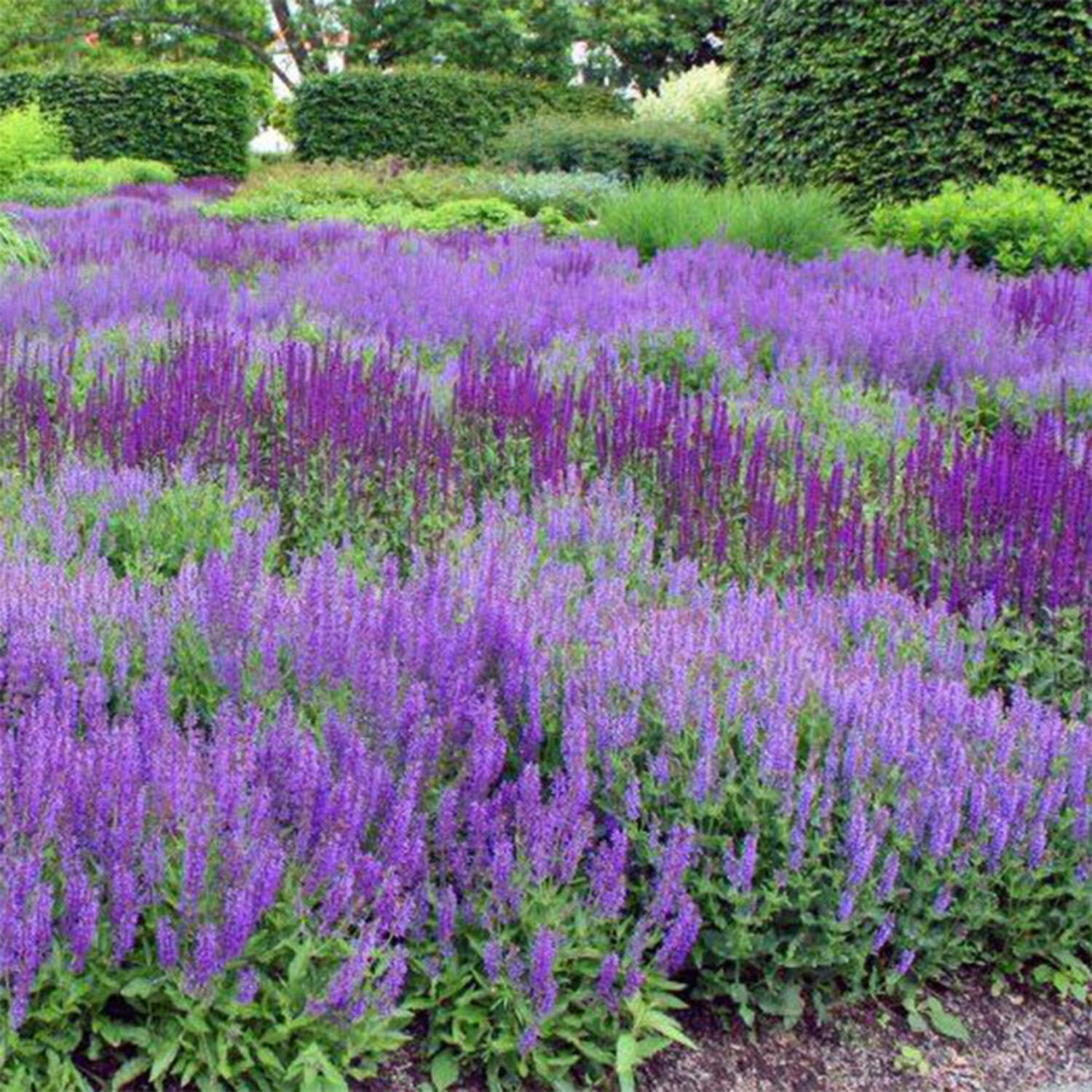 G261 Salvia Nemorosa 'caradonna' - View 14 from www redcrocus com