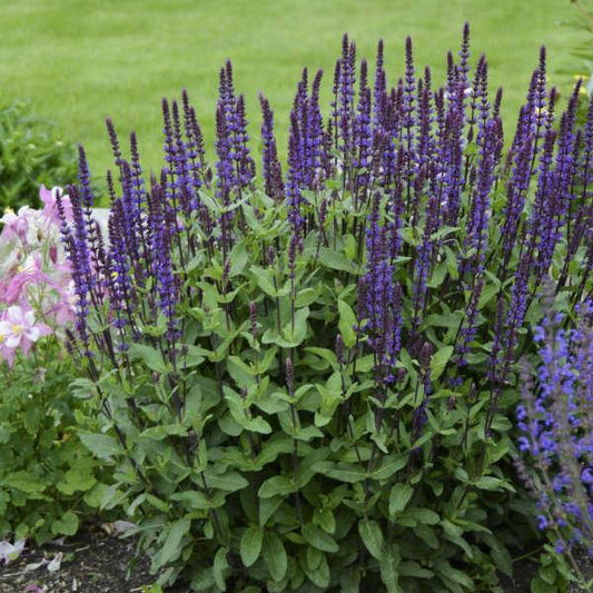 G261 Salvia Nemorosa 'caradonna' - View 1 from www redcrocus com