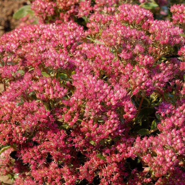 G265 Sedum Telephium 'munstead Dark Red' - View 10 from www redcrocus com