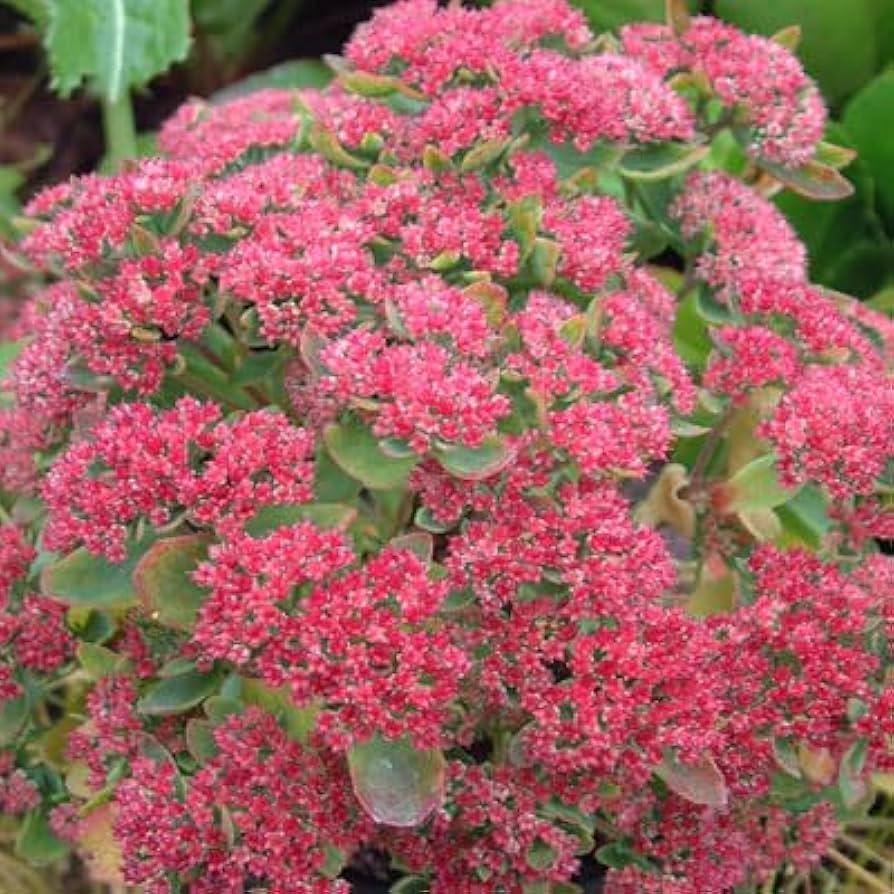 G265 Sedum Telephium 'munstead Dark Red' - View 11 from www redcrocus com