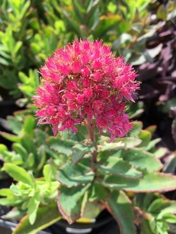 G265 Sedum Telephium 'munstead Dark Red' - View 12 from www redcrocus com