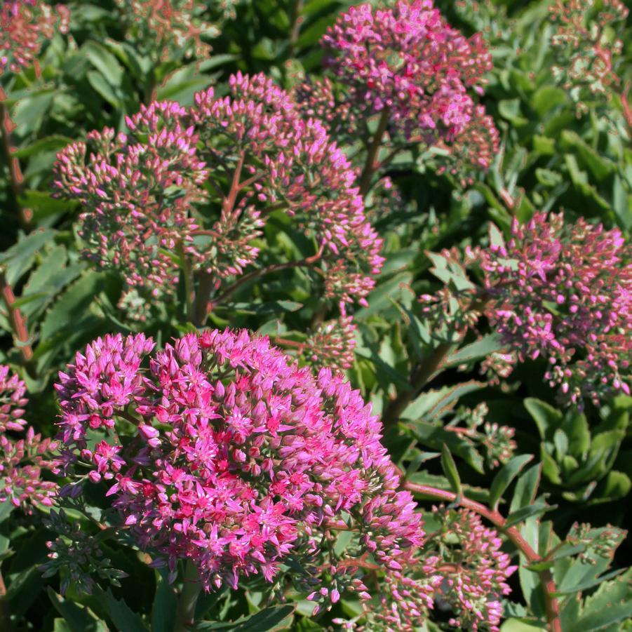 G265 Sedum Telephium 'munstead Dark Red' - View 14 from www redcrocus com