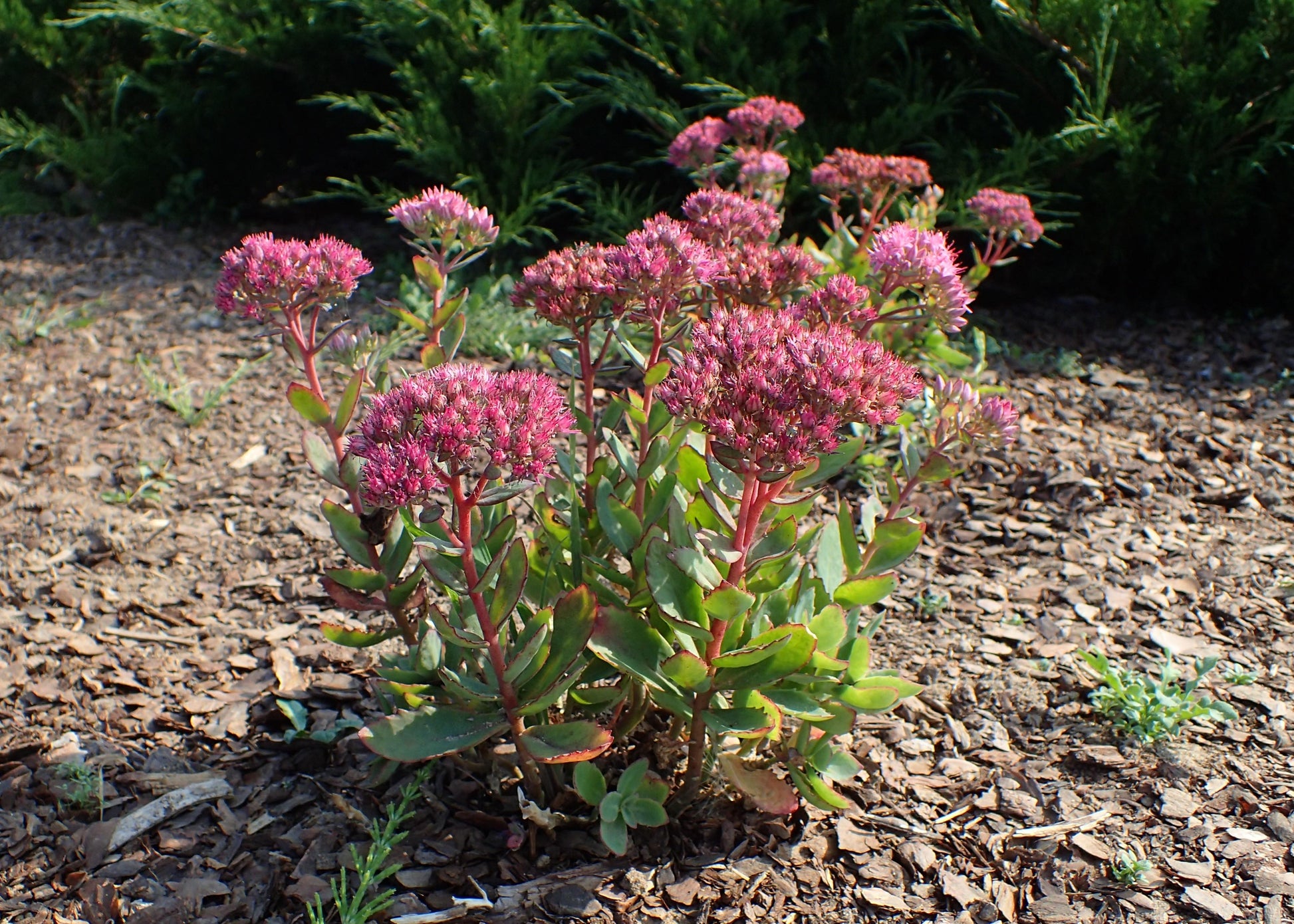 G265 Sedum Telephium 'munstead Dark Red' - View 15 from www redcrocus com