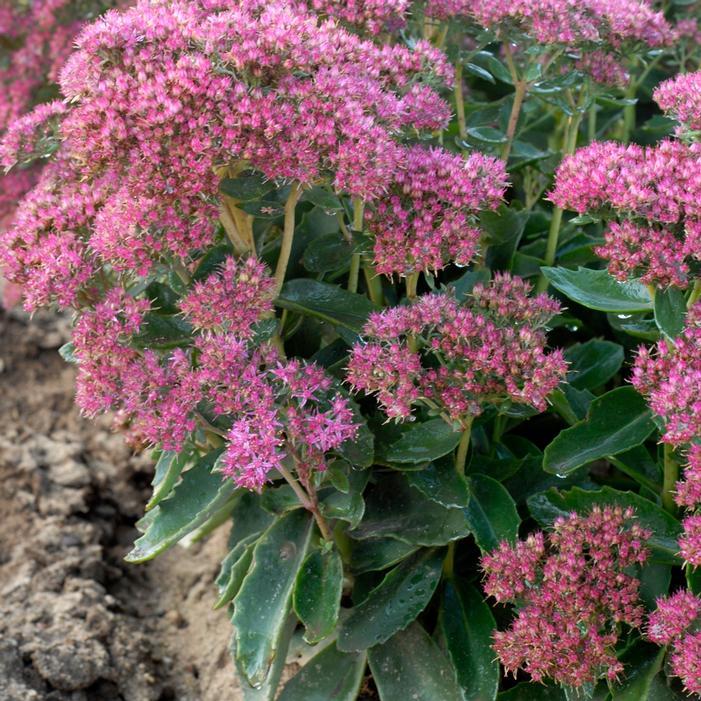 G265 Sedum Telephium 'munstead Dark Red' - View 16 from www redcrocus com