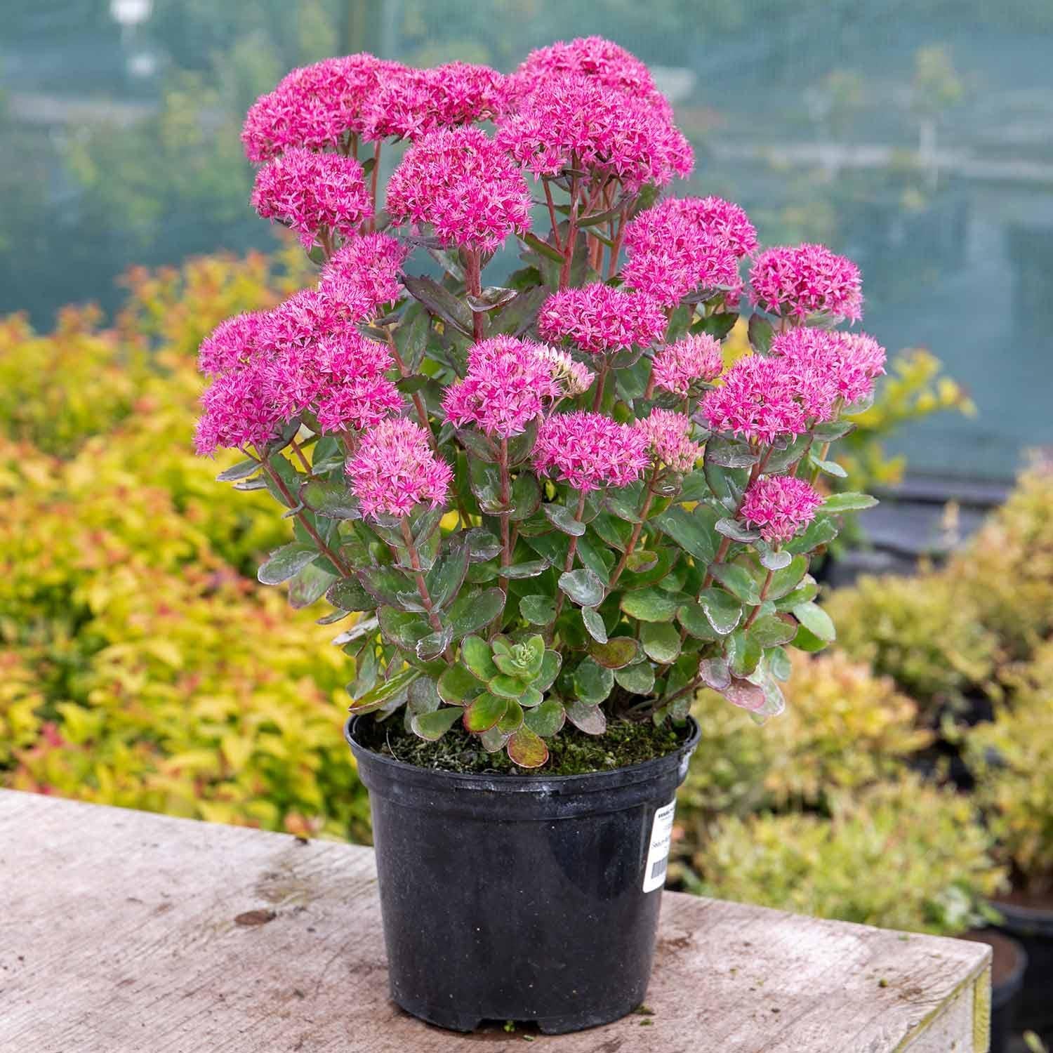 G265 Sedum Telephium 'munstead Dark Red' - View 17 from www redcrocus com