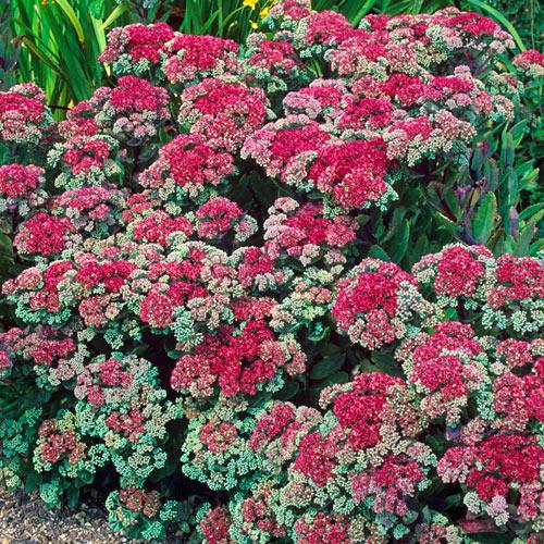 G265 Sedum Telephium 'munstead Dark Red' - View 18 from www redcrocus com
