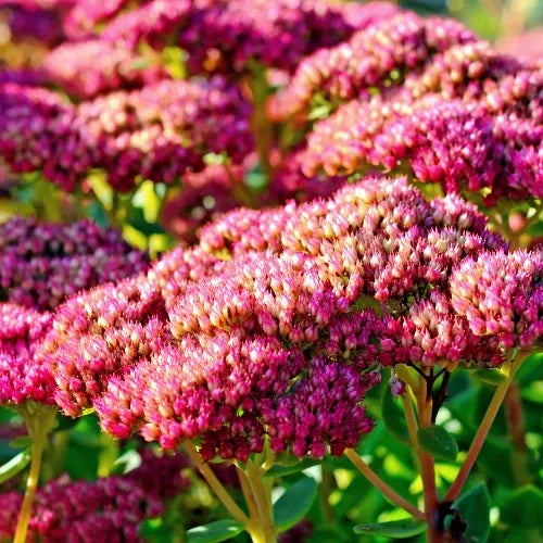 G265 Sedum Telephium 'munstead Dark Red' - View 19 from www redcrocus com