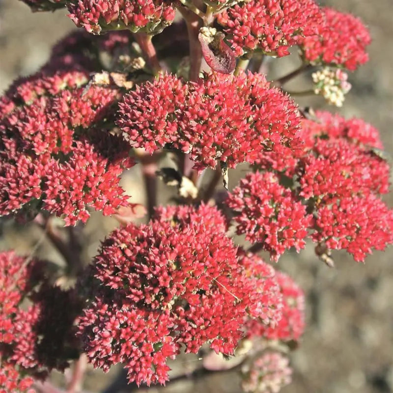 G265 Sedum Telephium 'munstead Dark Red' - View 1 from www redcrocus com