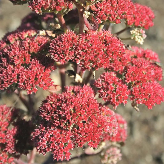 G265 Sedum Telephium 'munstead Dark Red' - View 1 from www redcrocus com