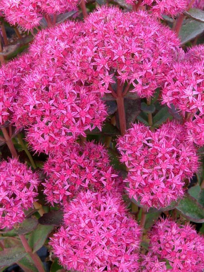 G265 Sedum Telephium 'munstead Dark Red' - View 2 from www redcrocus com