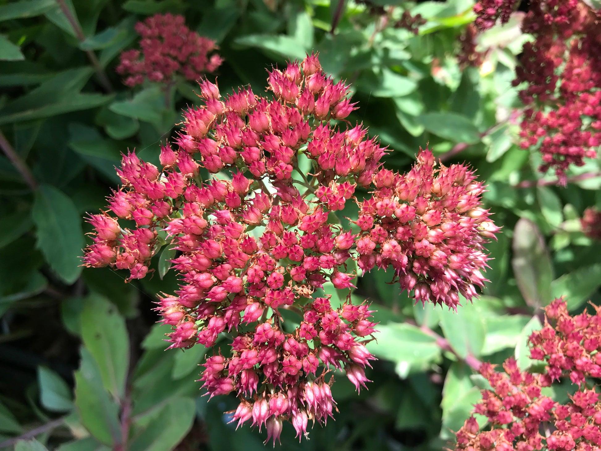 G265 Sedum Telephium 'munstead Dark Red' - View 3 from www redcrocus com