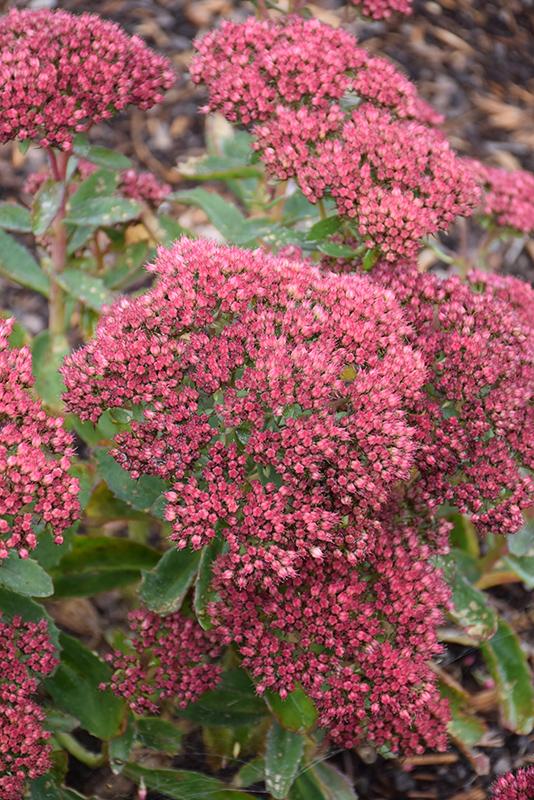 G265 Sedum Telephium 'munstead Dark Red' - View 4 from www redcrocus com