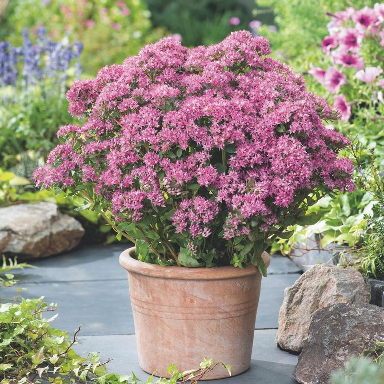 G265 Sedum Telephium 'munstead Dark Red' - View 5 from www redcrocus com