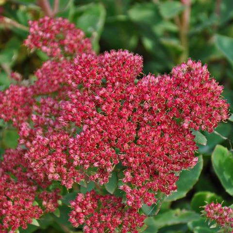 G265 Sedum Telephium 'munstead Dark Red' - View 6 from www redcrocus com