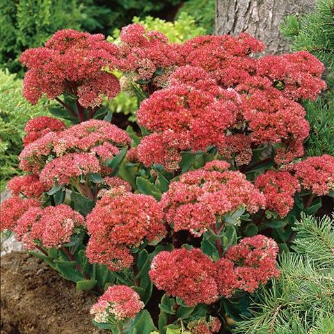 G265 Sedum Telephium 'munstead Dark Red' - View 8 from www redcrocus com
