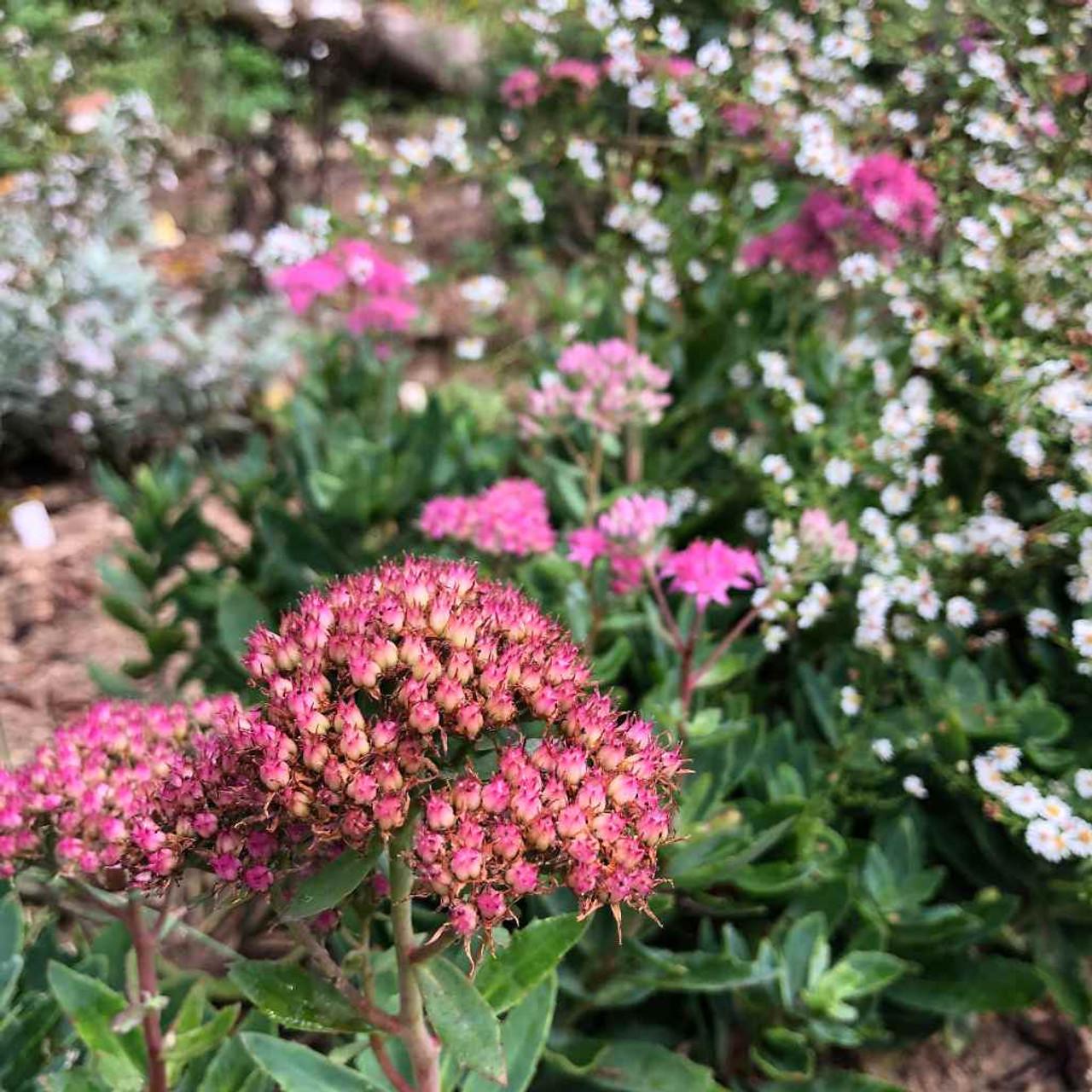 G265 Sedum Telephium 'munstead Dark Red' - View 9 from www redcrocus com