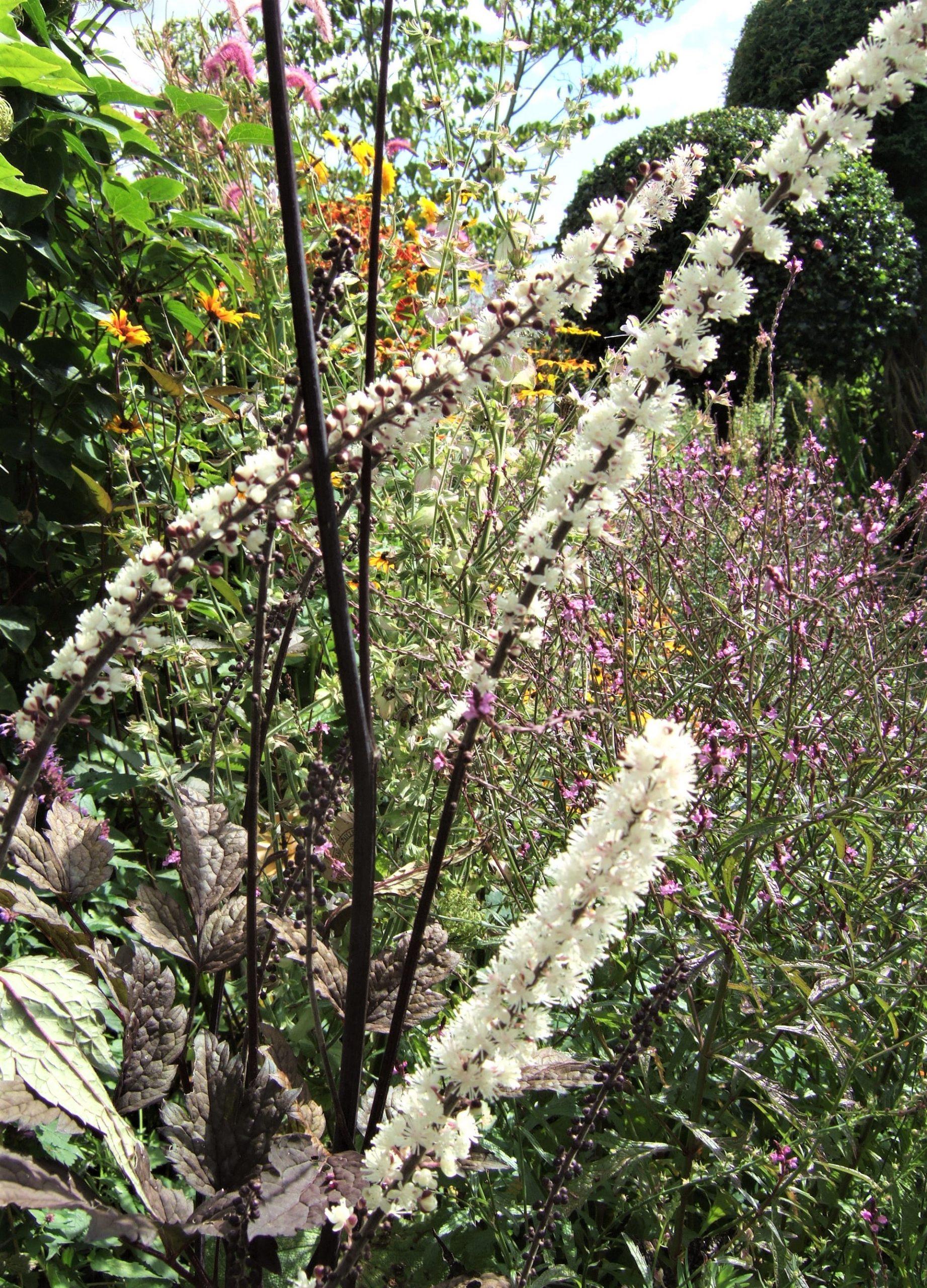 G266 Actaea Simplex Brunette - View 12 from www redcrocus com