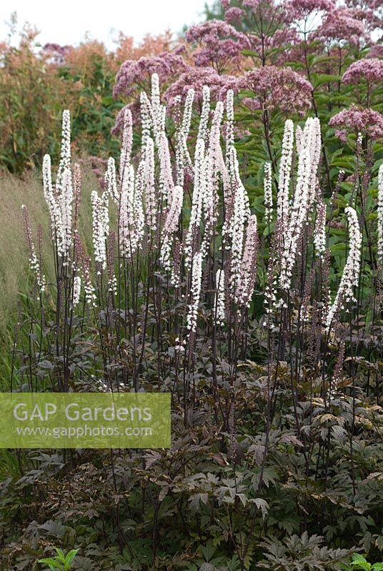 G266 Actaea Simplex Brunette - View 8 from www redcrocus com