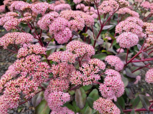 G283 Sedum Telephium 'matrona' - View 10 from www redcrocus com
