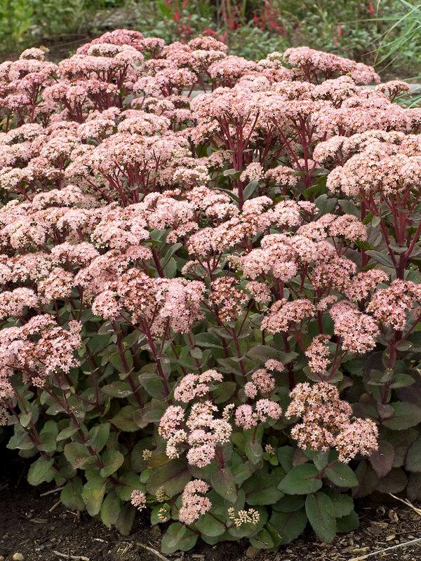 G283 Sedum Telephium 'matrona' - View 13 from www redcrocus com