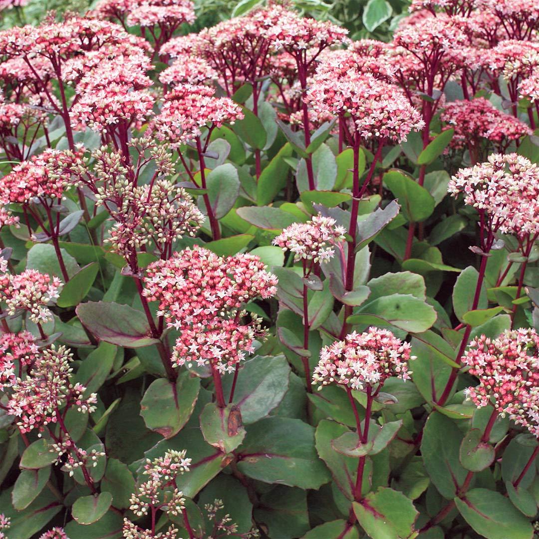 G283 Sedum Telephium 'matrona' - View 14 from www redcrocus com