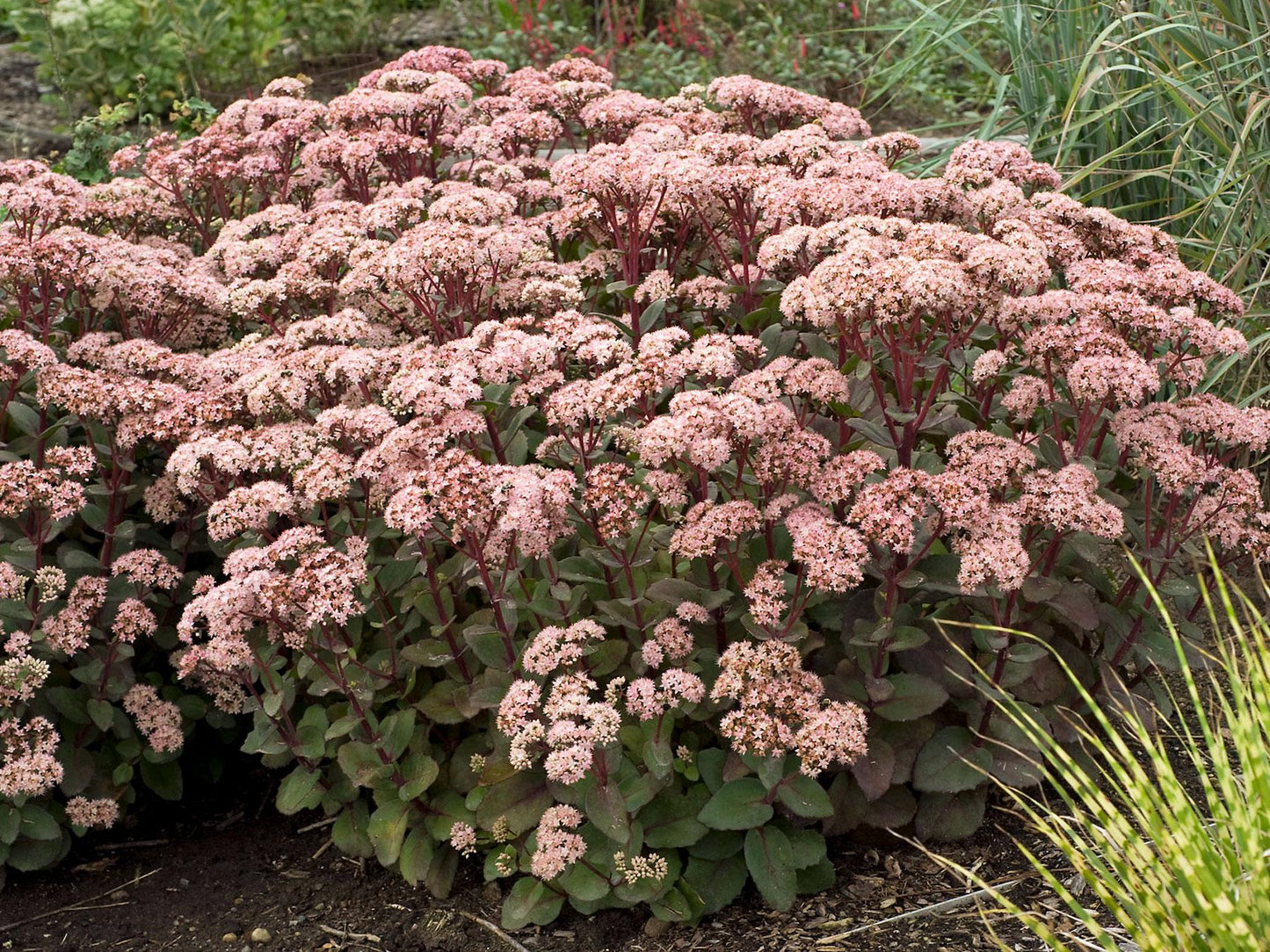 G283 Sedum Telephium 'matrona' - View 17 from www redcrocus com