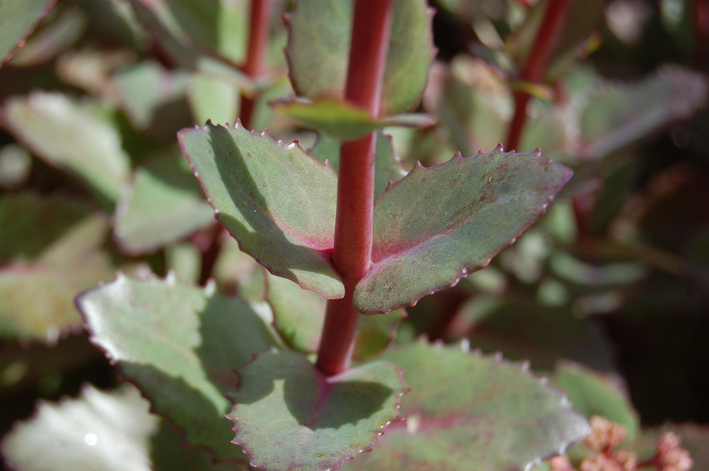 G283 Sedum Telephium 'matrona' - View 18 from www redcrocus com