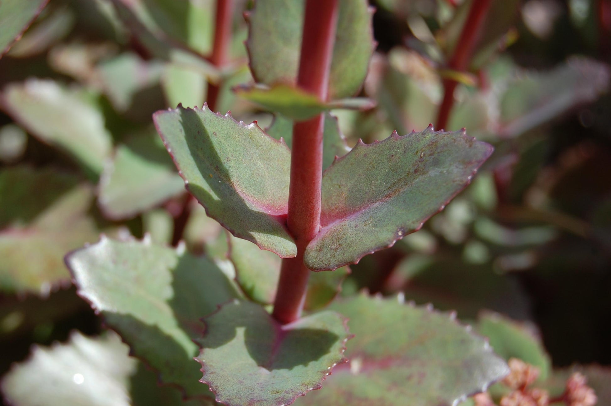 G283 Sedum Telephium 'matrona' - View 18 from www redcrocus com