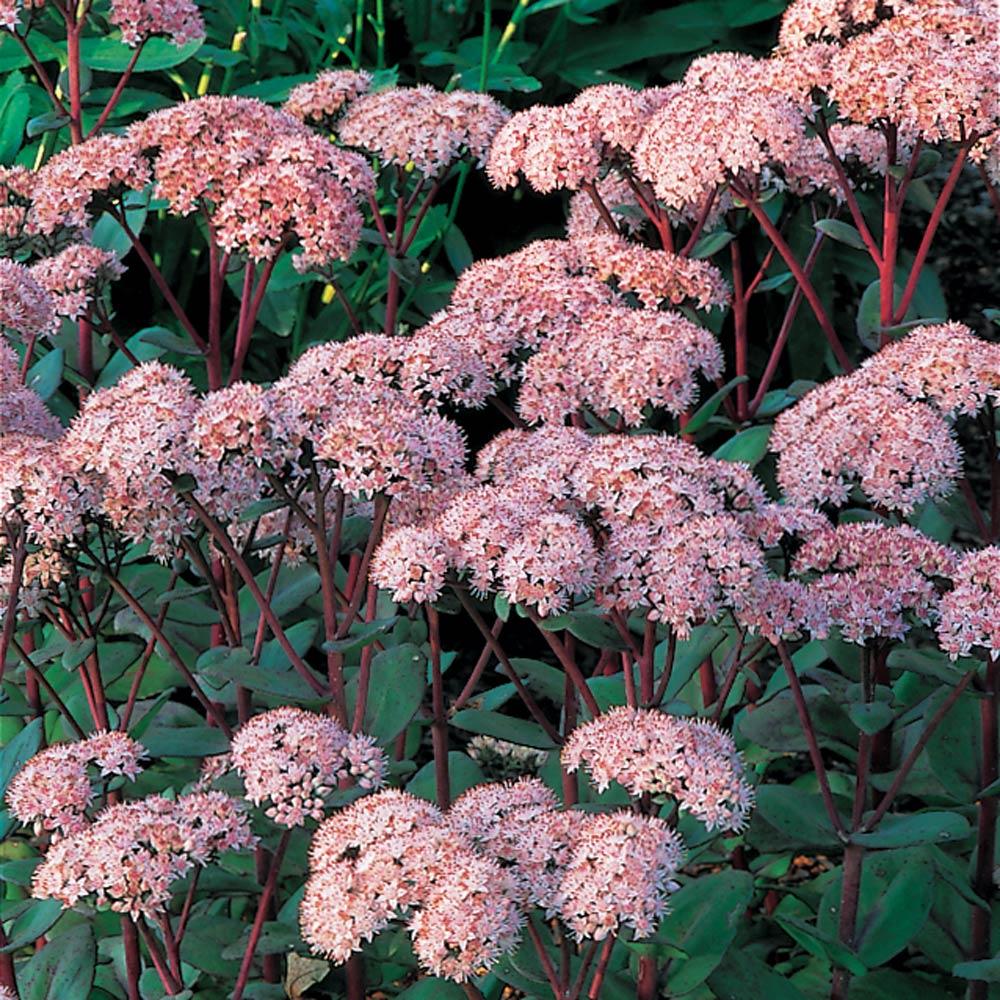G283 Sedum Telephium 'matrona' - View 19 from www redcrocus com