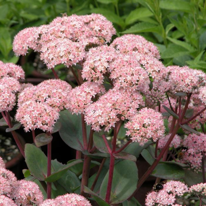 G283 Sedum Telephium 'matrona' - View 1 from www redcrocus com