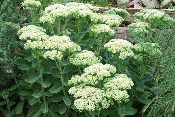 G283 Sedum Telephium 'matrona' - View 21 from www redcrocus com