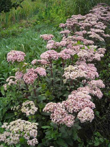G283 Sedum Telephium 'matrona' - View 22 from www redcrocus com