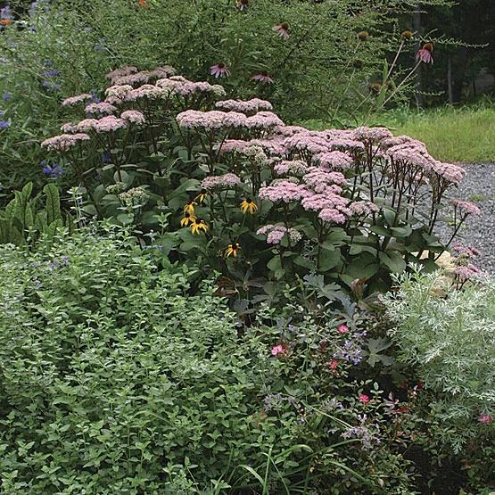 G283 Sedum Telephium 'matrona' - View 23 from www redcrocus com