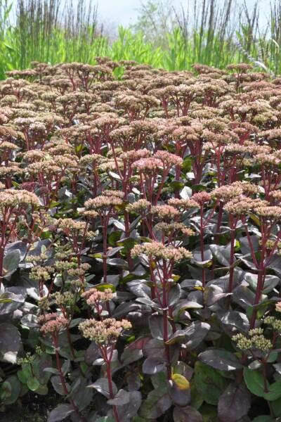 G283 Sedum Telephium 'matrona' - View 26 from www redcrocus com