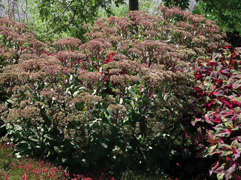 G283 Sedum Telephium 'matrona' - View 27 from www redcrocus com