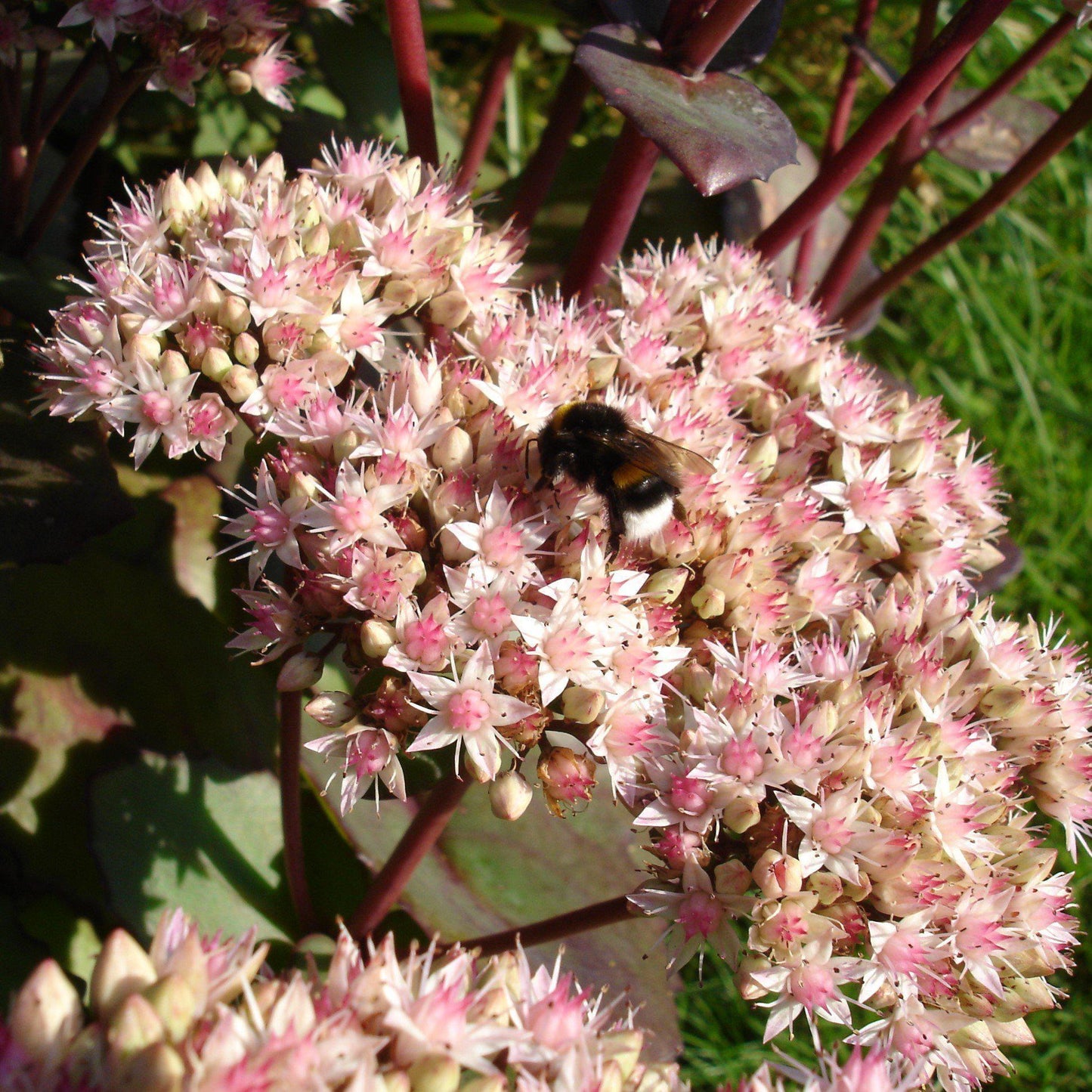 G283 Sedum Telephium 'matrona' - View 28 from www redcrocus com