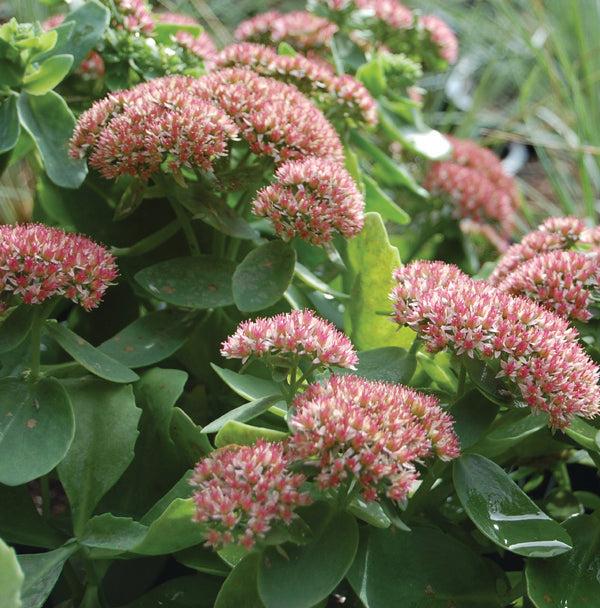 G283 Sedum Telephium 'matrona' - View 34 from www redcrocus com