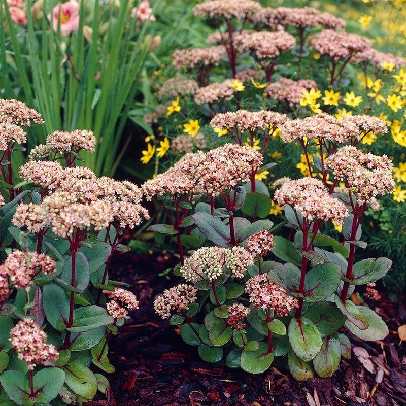 G283 Sedum Telephium 'matrona' - View 3 from www redcrocus com