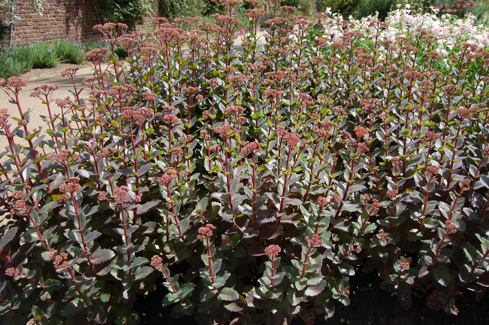 G283 Sedum Telephium 'matrona' - View 5 from www redcrocus com