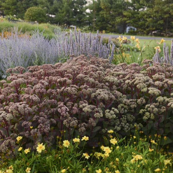 G283 Sedum Telephium 'matrona' - View 6 from www redcrocus com