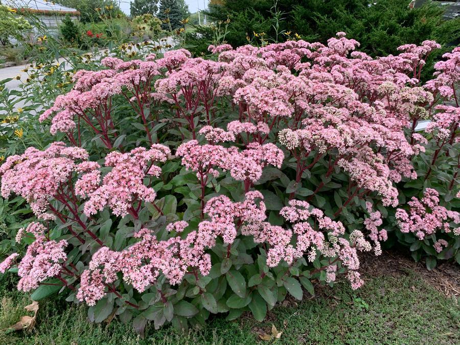 G283 Sedum Telephium 'matrona' - View 7 from www redcrocus com