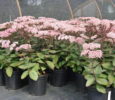 G283 Sedum Telephium 'matrona' - View 8 from www redcrocus com